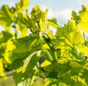 Logo de Thierry Landry