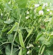 Logo des Jardin des Berthiers